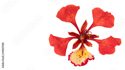 Poinciana regia or Delonix regia flowers isolated from background. The most common names are: royal poinciana, flamboyant, acacia rubra, phoenix flower, flame of the forest, or flame tree photo