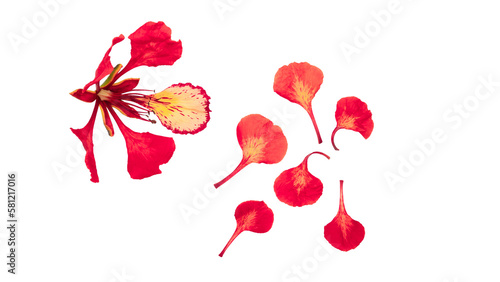 Poinciana regia or Delonix regia flowers isolated from background. The most common names are: royal poinciana, flamboyant, acacia rubra, phoenix flower, flame of the forest, or flame tree