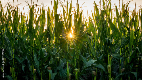 Corn & sunset