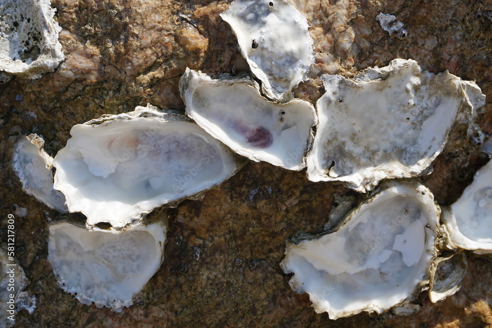 closeup of empty half oyster shells stuck to the rock at low tide with sun shining on