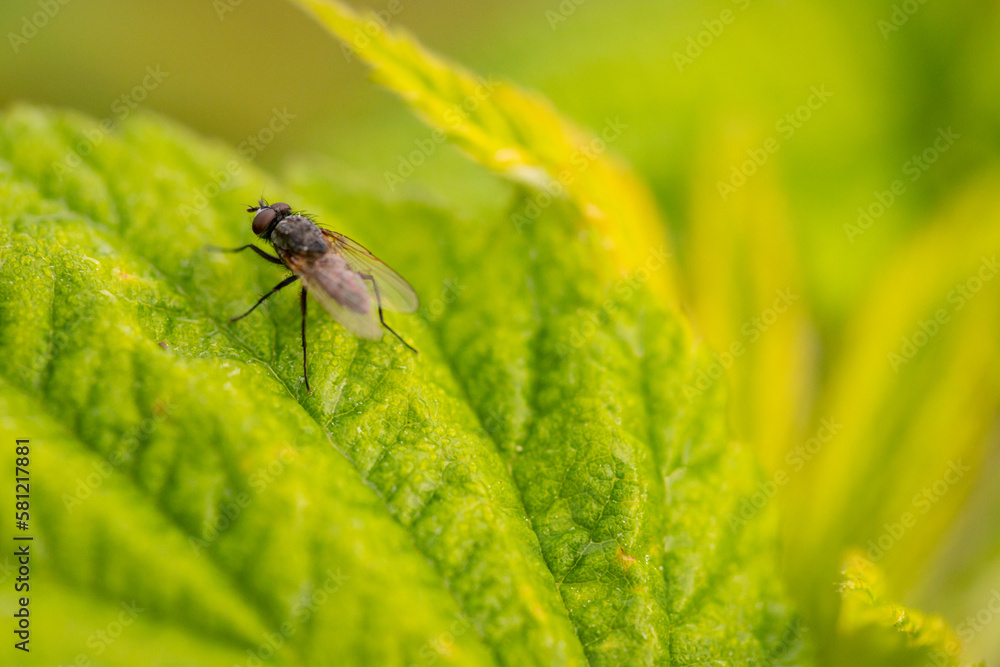 fly on green leaf in the wild. fly on green leaf in the wild.