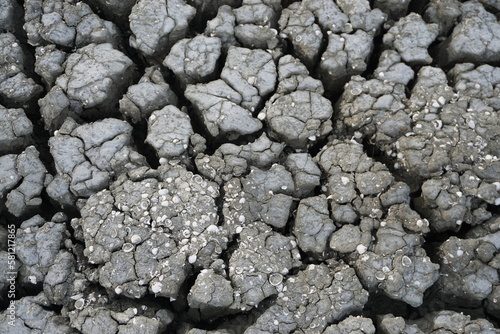 dry cracked earth background with white tiny shells