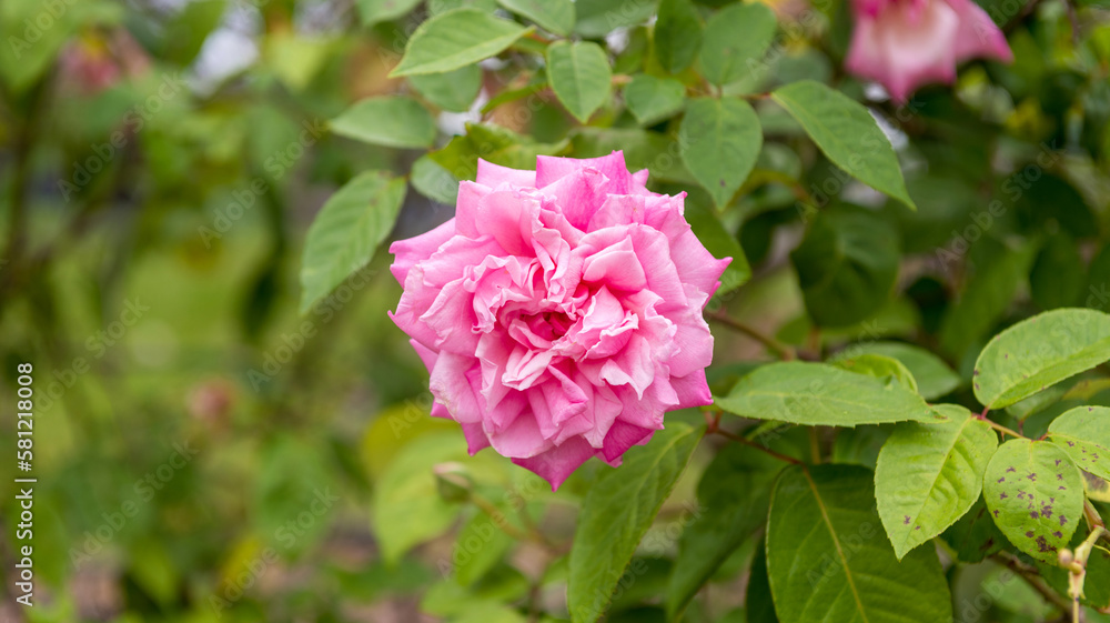 Beautiful Blooming Pink Rose. Rosa Centifolia Linn Beautiful Blooming Pink Rose. Rosa Centifolia Linn