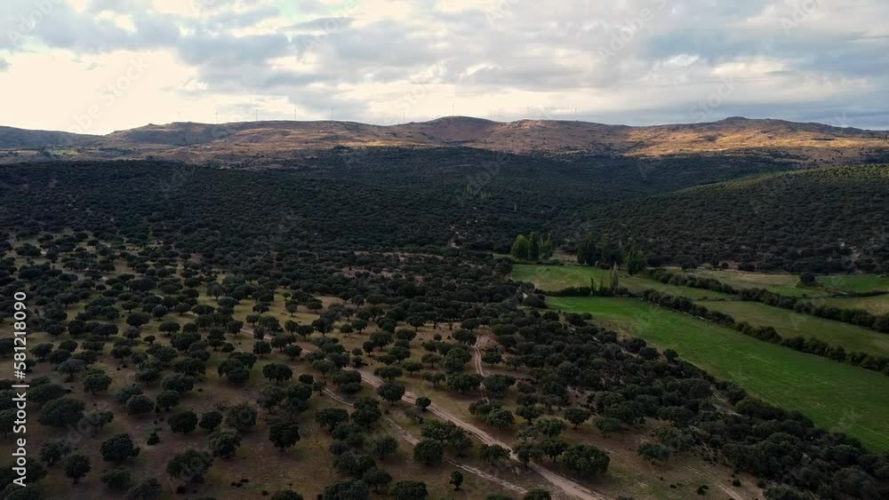 conjunto de arboles. nogales desde arriba. toma de dron sobre aroles en la motaña conjunto de arboles. nogales desde arriba. toma de dron sobre aroles en la motaña