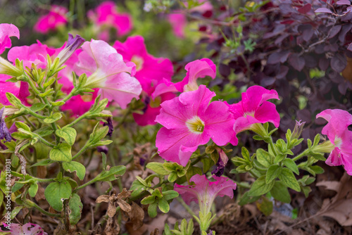 Beautiful Petunia Flower Blooming in the garden.
