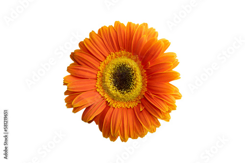 orange flower from above on a white isolated background.