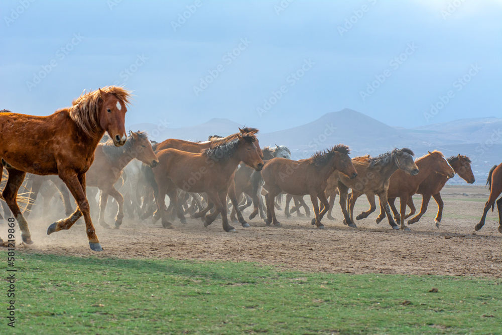 Fototapeta premium Wild horses (aka Yılkı Atları) are running to freedom. Taken near Hürmetci Village, between Cappadocia and Kayseri, Turkey.