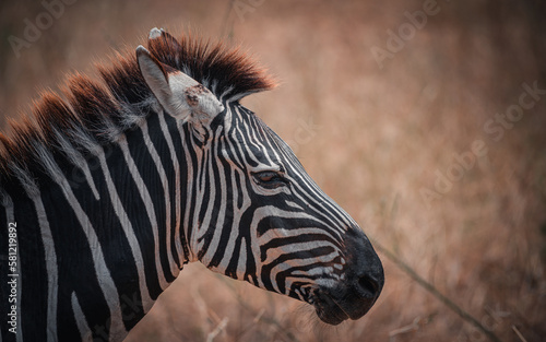 Portrait photograph of the head of a wild zebra in the Serengeti savannah plain  Africa 