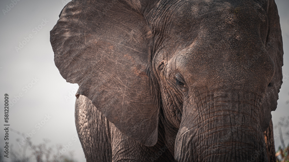 Obraz premium Close detail of the face and gaze of a wild elephant from the Serengeti plain, Tanzania, Africa