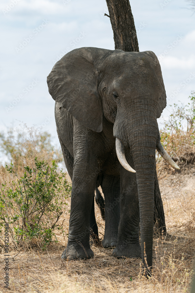 Obraz premium Close detail of the face and gaze of a wild elephant from the Serengeti plain, Tanzania, Africa