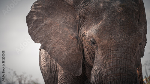 Close detail of the face and gaze of a wild elephant from the Serengeti plain  Tanzania  Africa