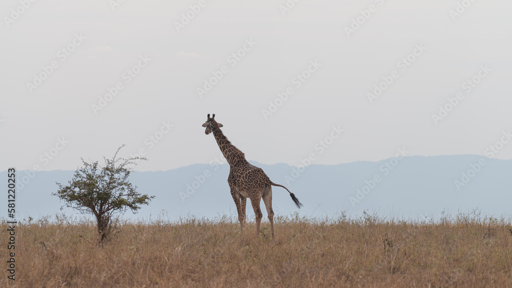 Wild giraffe standing on the Serengeti savannah plain, Tanzania, Africa Wild giraffe standing on the Serengeti savannah plain, Tanzania, Africa