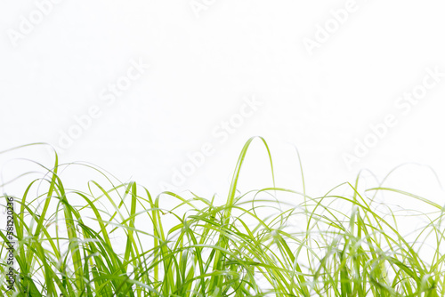 a row of green uneven blades of grass isolated against white asynchronously photo