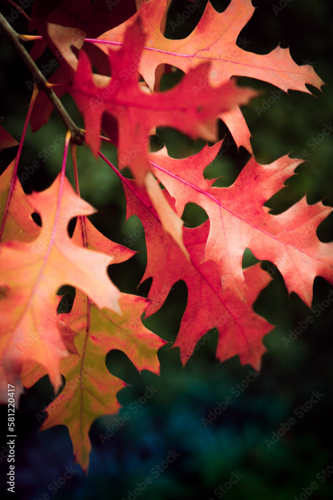 Fototapeta premium selective focus on some reddish colored tree leaves