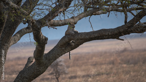 Wild leopard lying on a tree branch in the Serengeti Plain, Tanzania, Africa © Fuentes RAW