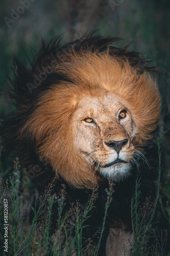 Fototapeta Naklejka Na Ścianę i Meble -  Wild male lion shaking into the undergrowth in the plain of the Serengeti savannah