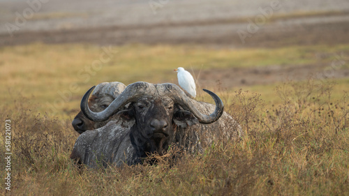 African buffalo up close in the Ngorongoro crater plain  Tanzania  Africa