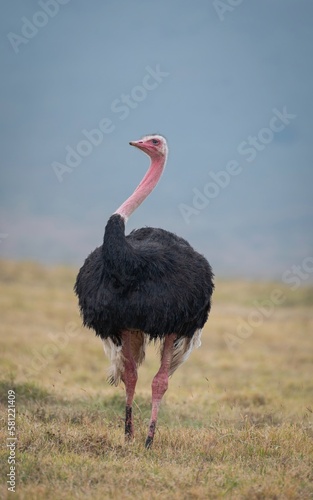 Wild ostrich up close in the Ngorongoro crater plain, Tanzania, Africa