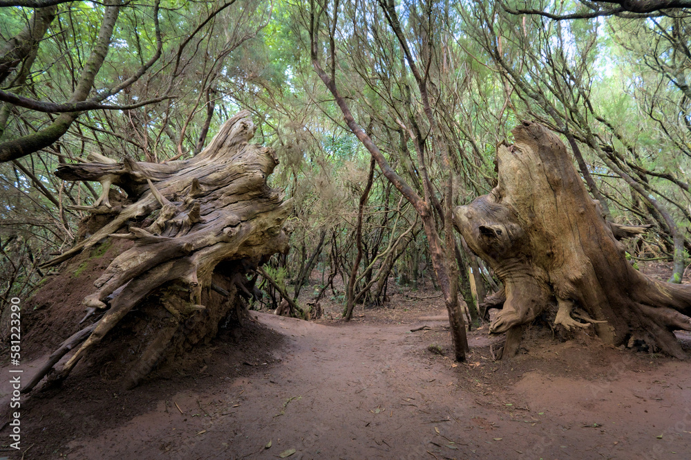 Beautiful green enchanted forest. Ancient woods. Magical teal rain forest. 