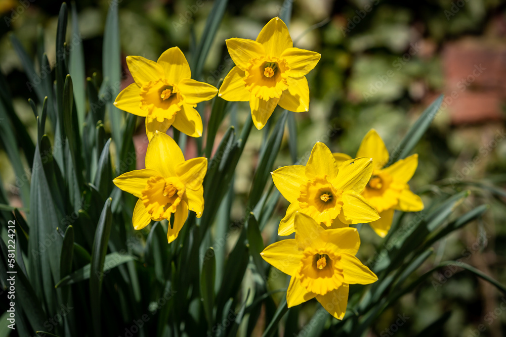 Pretty daffodil flowers in bloom in March