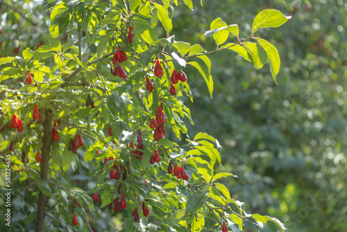 Cornus mas (cornel, Cornelian cherry, European cornel, Cornelian cherry dogwood), Natural farm products, Shallow depth of field
