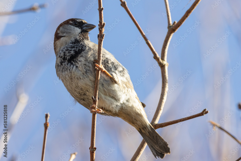 Fototapeta premium bird on a branch