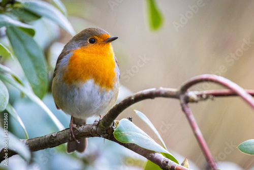 Fotografie robin perched on a branch
