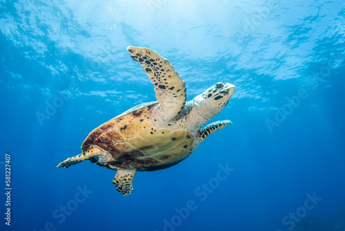 Hawksbill sea turtle, reef life of French Polynesia