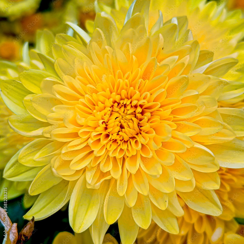 yellow chrysanthemum flowers yellow chrysanthemum flowers