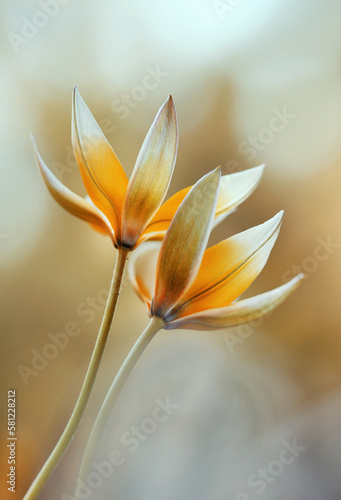 Fototapeta Naklejka Na Ścianę i Meble -  Wiosenne kwiaty - Tulipany botaniczne