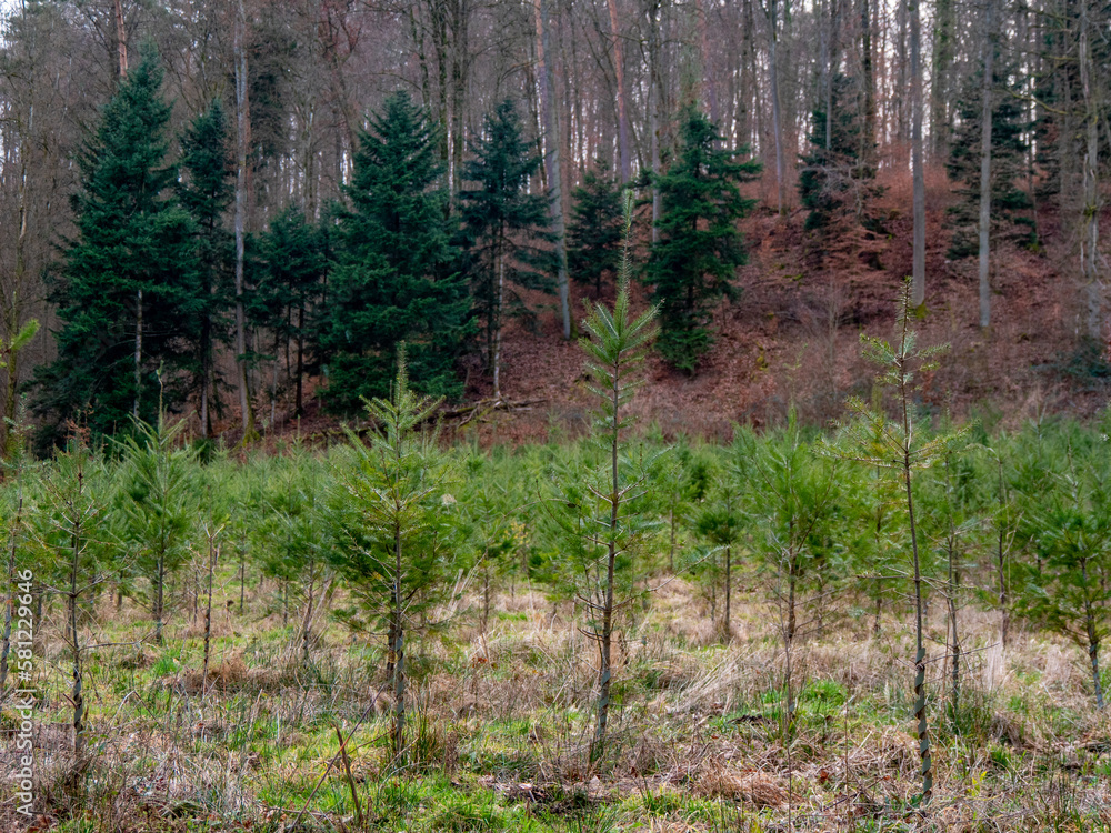 Fototapeta premium Wiederaufforstung des Mischwaldes im Frühjahr