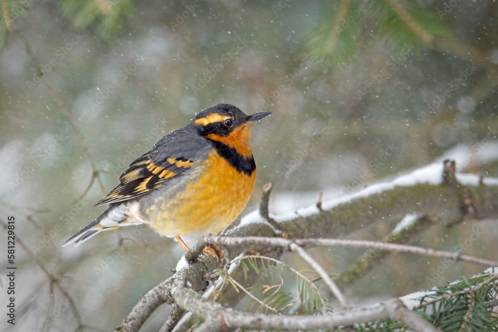 Male varied thrush on a branch. Male varied thrush on a branch.
