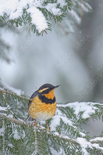 Varied thrush perched on a snow covered branch. © Gregory Johnston
