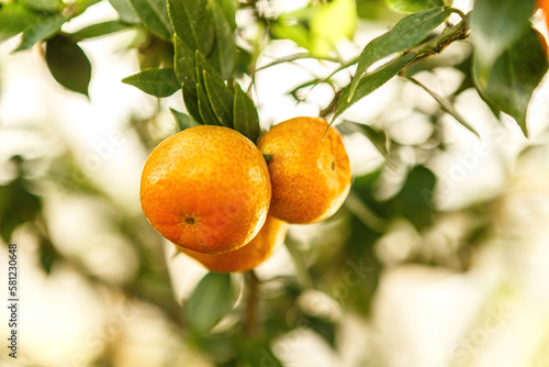 Close-up of the orange citrus fruits of a citrus tree photo