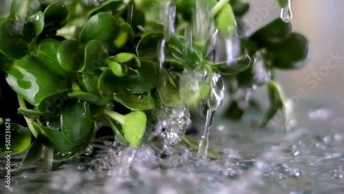 Chlorophyll extract is poured in pure water in glass against a white grey background and Micro greens or sprouts of raw live sprouting vegetables sprout from organic plant seeds. Growing photo
