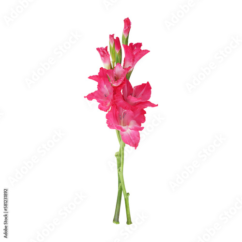 Pink gladiolus flower stems isolated on transparent background	