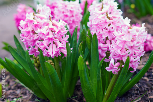 bright pink spring hyacinths in a flower bed  close-up