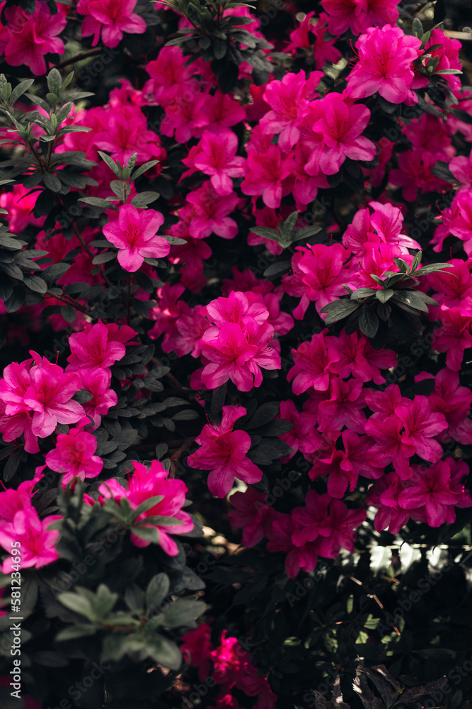camellias and azaleas at the botanical garden camellias and azaleas at the botanical garden