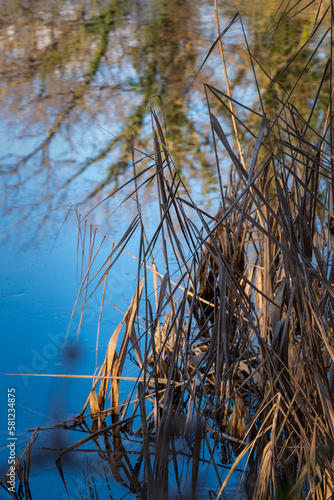 reflet dans l   tang en hiver