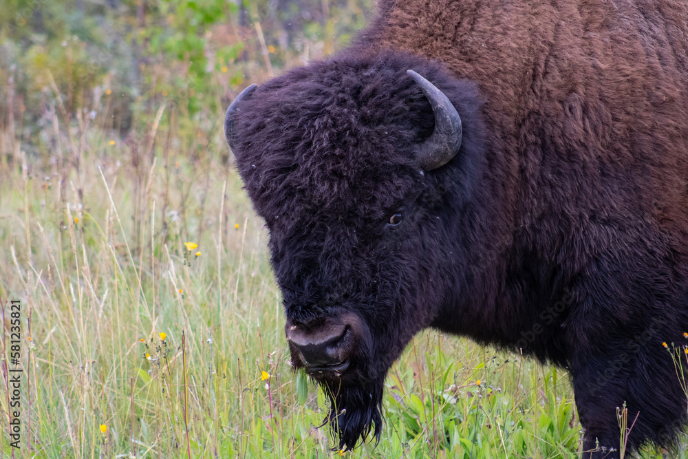 bison in park national park bison in park national park