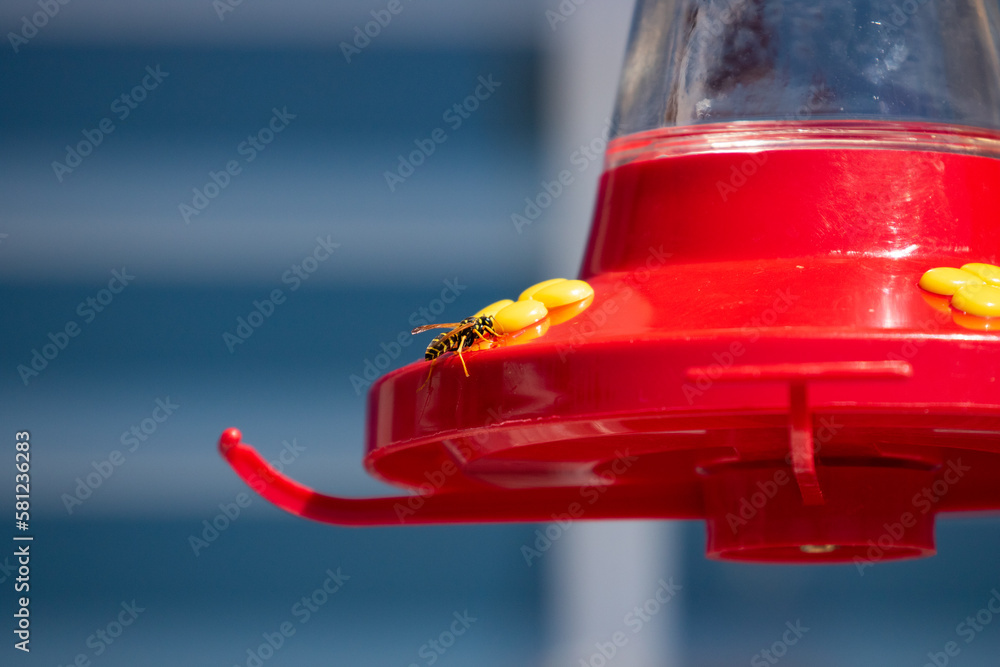 Naklejka premium close up of bee