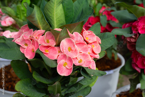 Euphorbia Milii Desmoul or Crown Of Thorns Flower photo