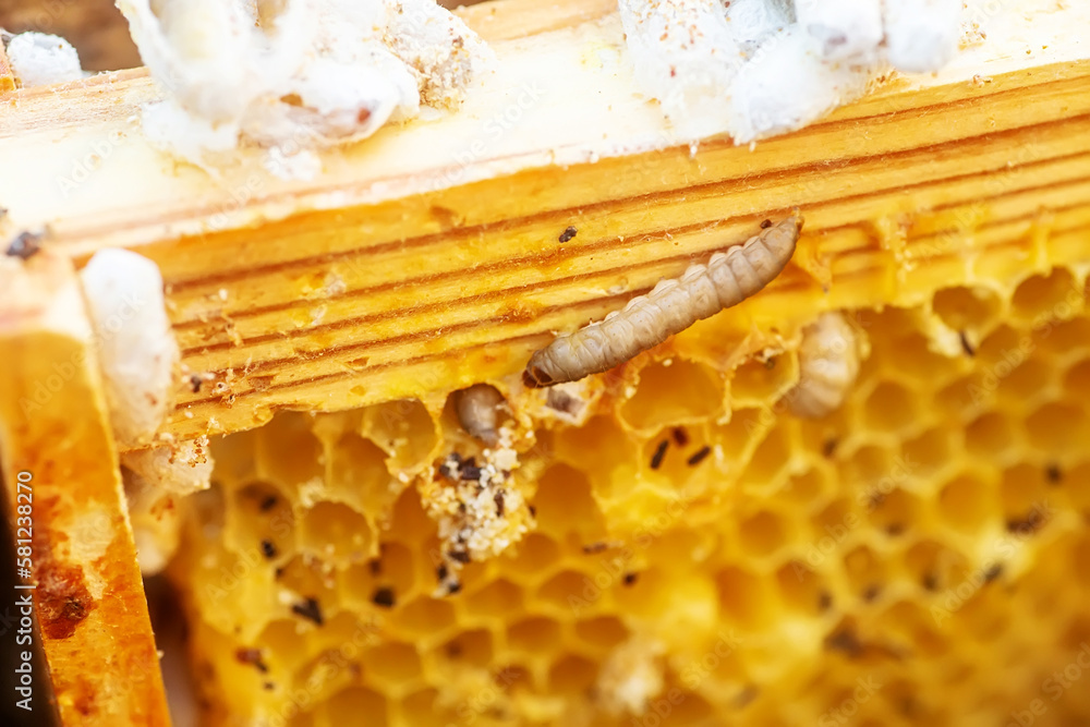 Waxworms, caterpillar larvae of wax moths, on damaged beeswax, frame with waxed wax moth. Stock
