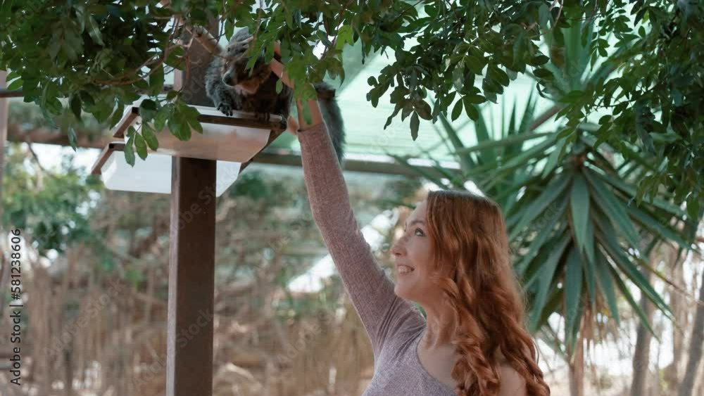 Woman petting a red-fronted lemur with a long beautiful tail. Woman petting a red-fronted lemur with a long beautiful tail.