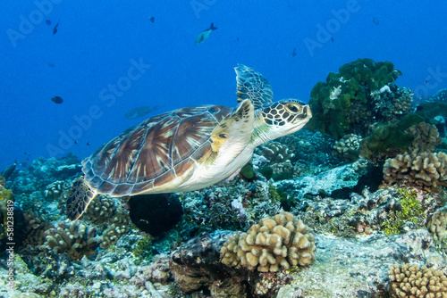 Green sea turtle, reef life of French Polynesia