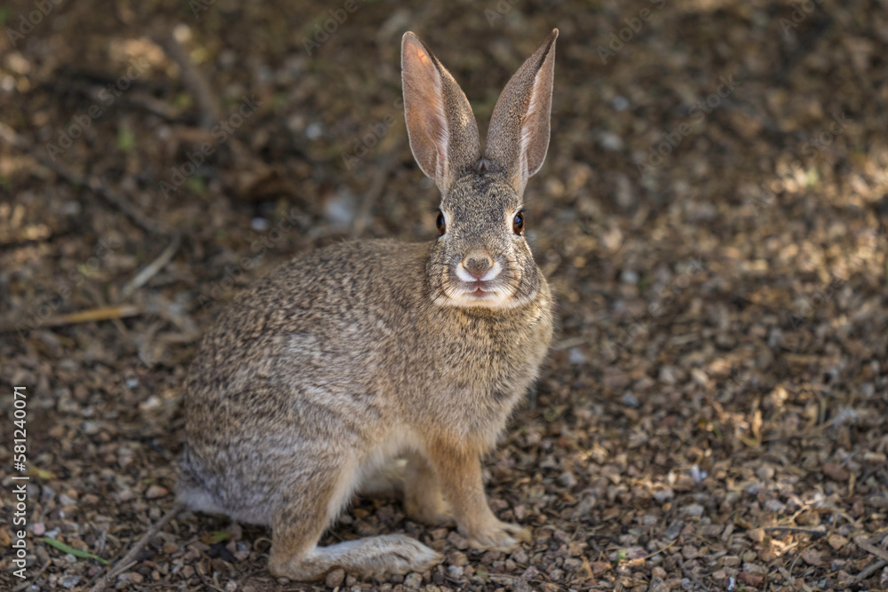 This image shows a wild cottontail rabbit looking at the camera. This image shows a wild cottontail rabbit looking at the camera.