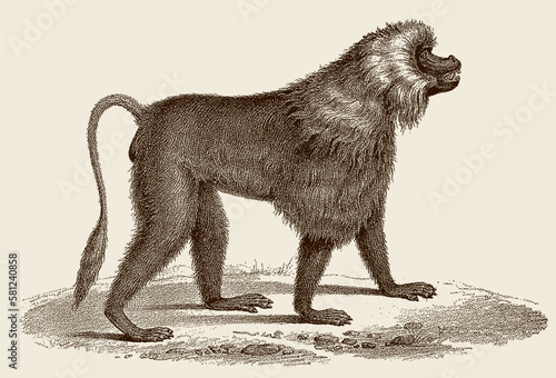 Walking male theropithecus gelada, after antique copperplate photo