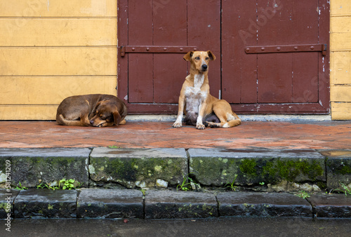 Canvas Print Stray dogs on the streets of Hell-Bourg on Réunion Island