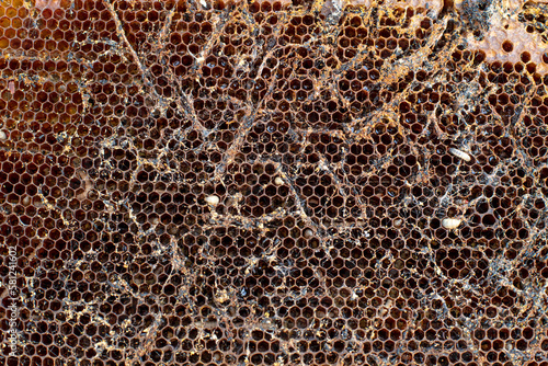 Waxworms, caterpillar larvae of wax moths, on damaged beeswax, frame with waxed wax moth.