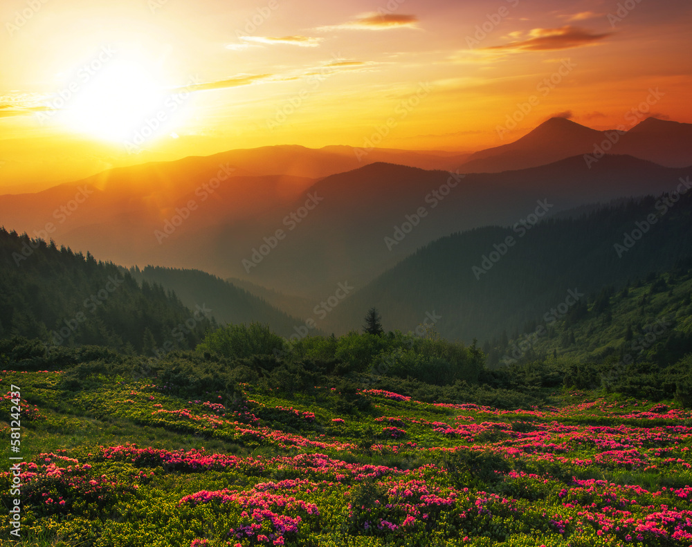 blossoming red rhododendrons flowers in the mountains, amazing panoramic nature scenery